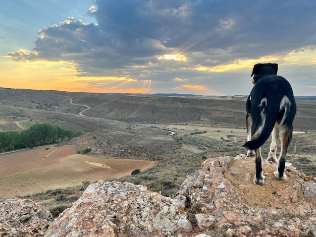 Video di un cane nero su una roccia che guarda il campo al tramonto alla ricerca di cervi o caprioli