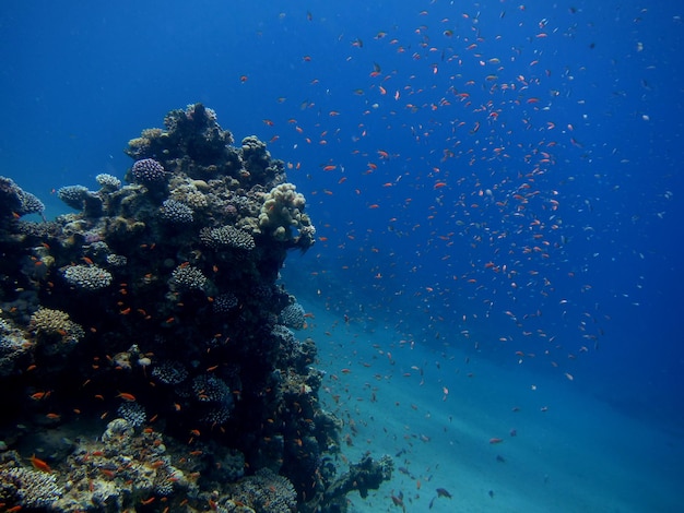 Viele bunte fische im roten meer