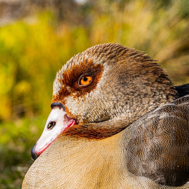 Viene mostrata un'anatra con un occhio marrone e occhi arancioni.