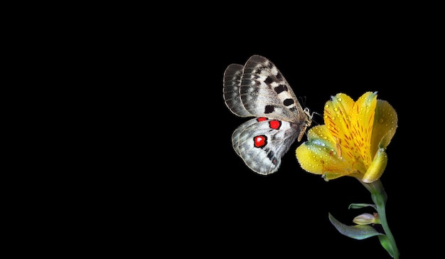 Viene mostrata una farfalla con un punto rosso sul dorso.