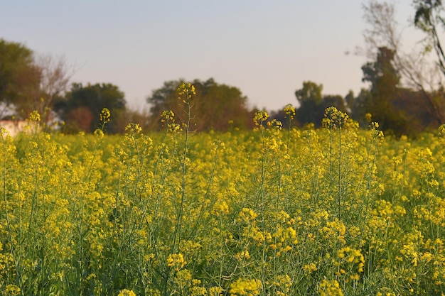 Viene mostrato un campo di senape con un albero sullo sfondo.