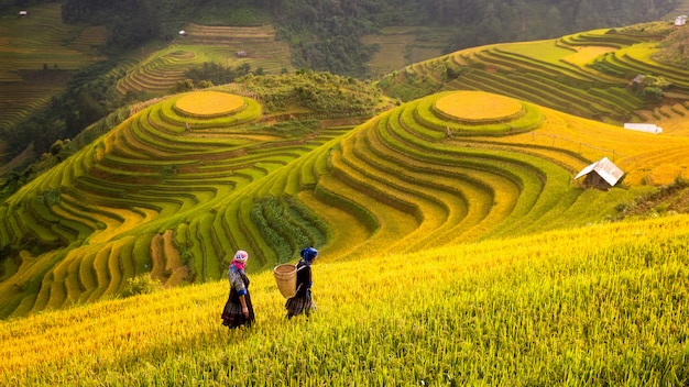 Vietnam. I campi di riso preparano il raccolto nel Vietnam nordoccidentale