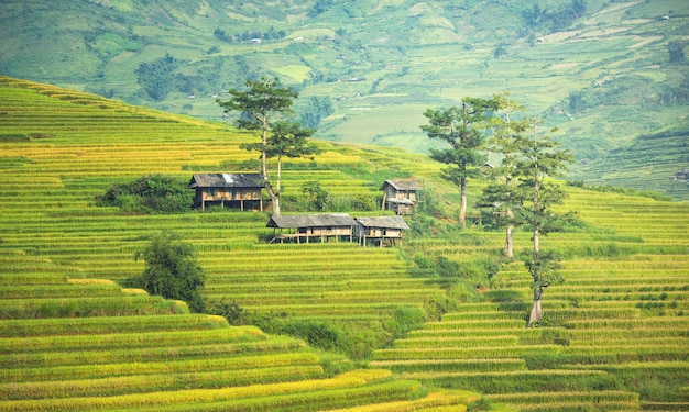 Vietnam. Le risaie si preparano per il trapianto a nord-ovest del Vietnam