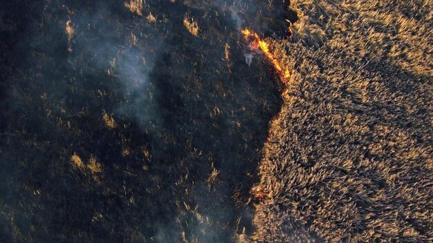 Vigile del fuoco antincendio di vista aerea che estingue l'erba secca che brucia