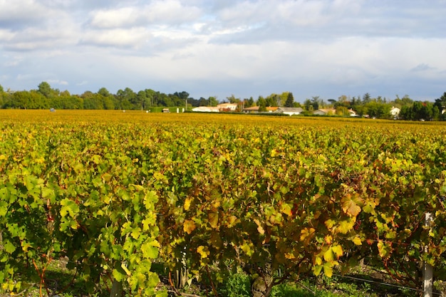 Vigna francese d'autunno al giorno nuvoloso