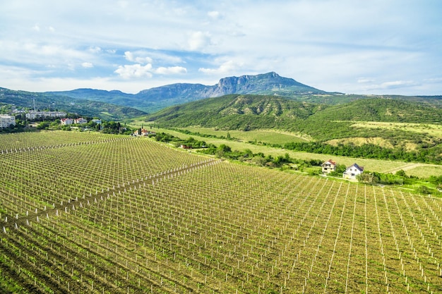 Vigna in Crimea Russia