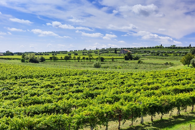 Vigna verde sotto il cielo blu