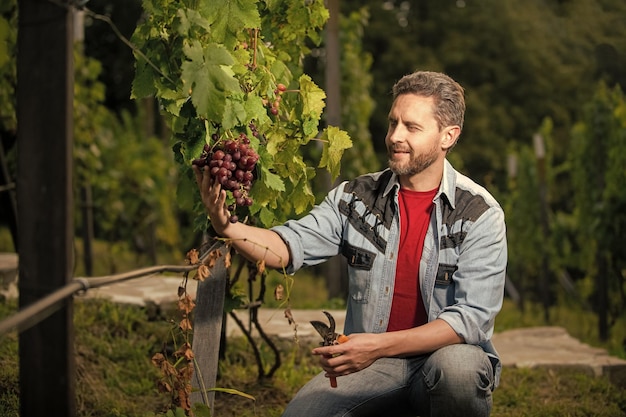 Vignaiolo uomo tagliato l'uva con le forbici da giardinaggio uva vintage