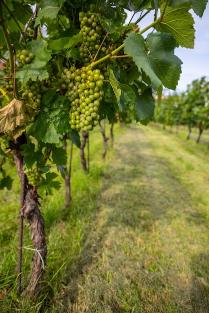Vigne di vino giovani cespugli di vino della piantagione di uva nella repubblica ceca della città di praga