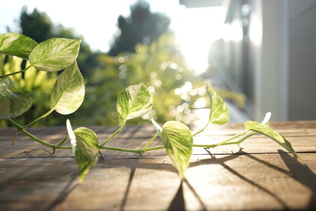 Vigne dorate di Pothos con la luce del sole su un tavolo di legno