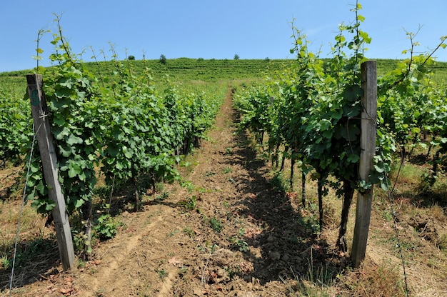 Vigne verdi e vigne contro il cielo blu. Coltivazione di uve varietali per la produzione di vino.