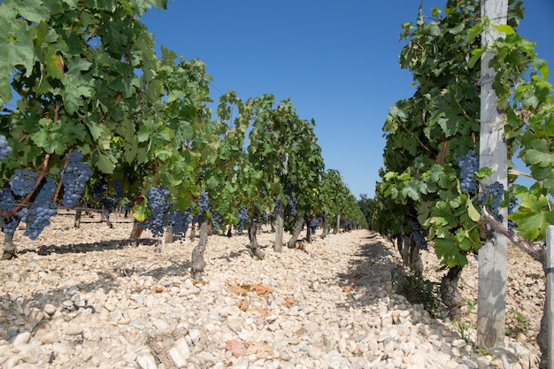 Vigneti a filari. Piantine di viti. Giro delle viti.