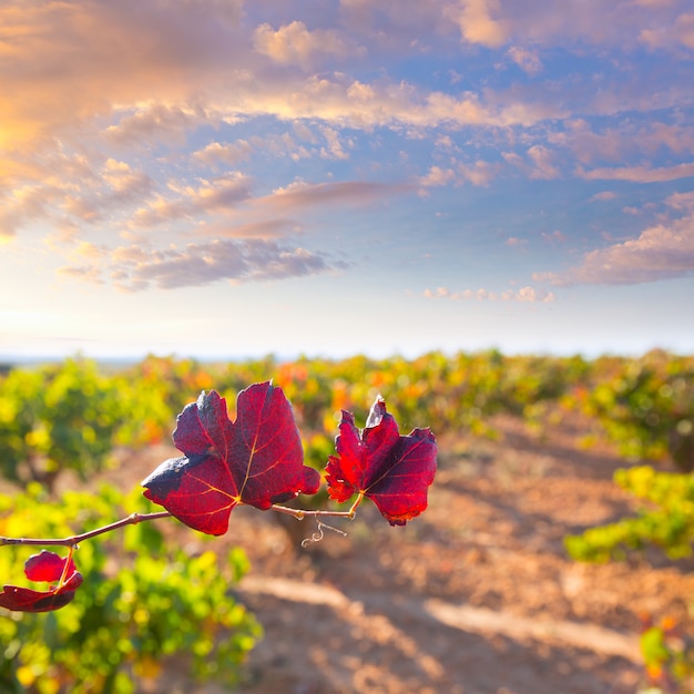 Vigneti autunnali rosso dorato in Utiel Requena