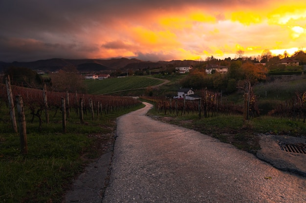 Vigneti di Hondarribia in una bella serata al tramonto nei Paesi Baschi