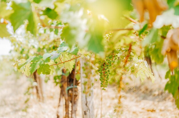 Vigneti illuminati dal sole Estate