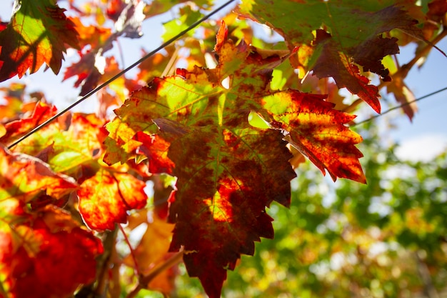 Vigneti in autunno nella regione spagnola di Somontano.