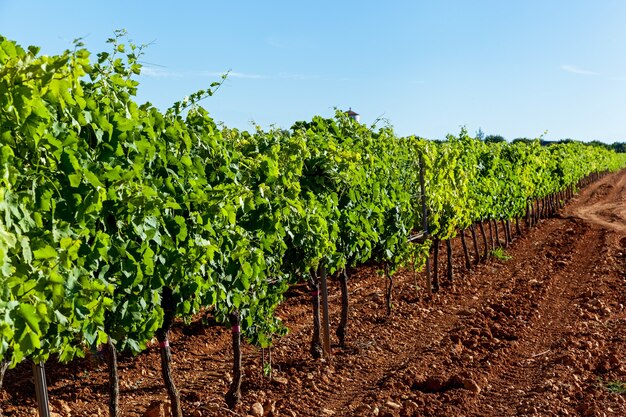 Vigneti in campi coltivati,Vigneti