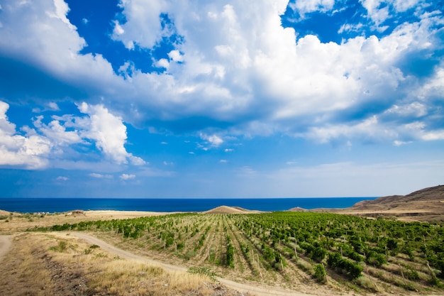 Vigneti in Crimea. Sfondo di natura