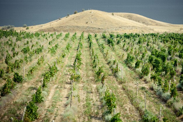 Vigneti in Crimea