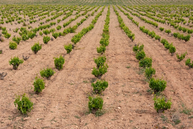 Vigneti in estate Fontanars dels Alforins Valencia Spagna