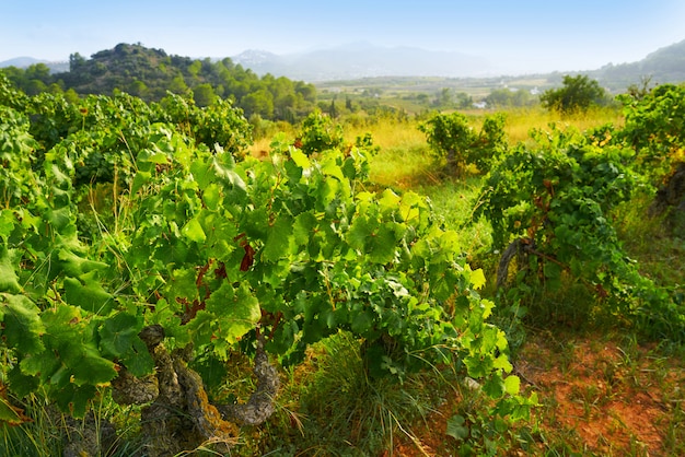 Vigneti in Marina alta di Alicante