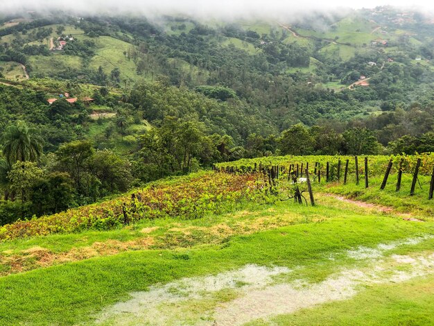 Vigneti in montagna durante la stagione delle piogge nuvoloso Viti nelle verdi colline