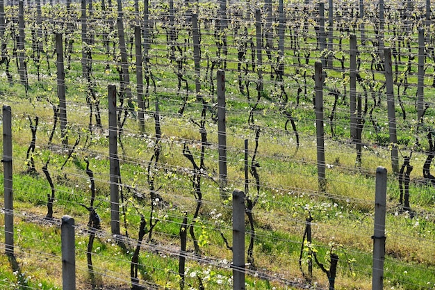 Vigneti in primavera Paesaggio verde con il sole Kyjov Repubblica Ceca Regione vinicola della Moravia meridionale