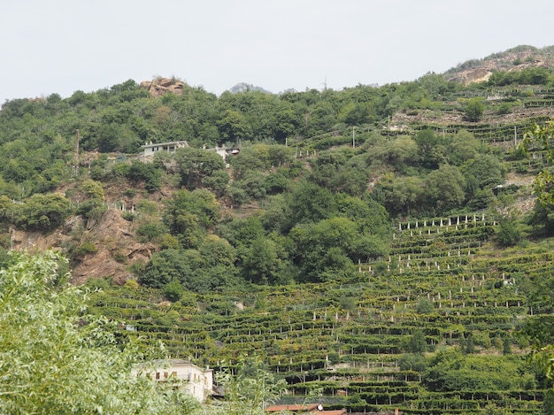 Vigneti in Valle d'Aosta