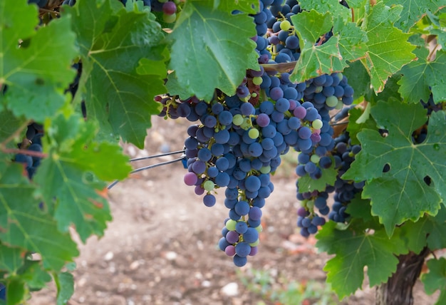 Vigneti in vendemmia autunnale. Grandi grappoli di uva da vino rosso.