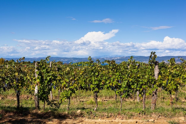 Vigneti lungo la Strada del Vino Debeli Rti un'affascinante regione al confine tra Italia e Slovenia