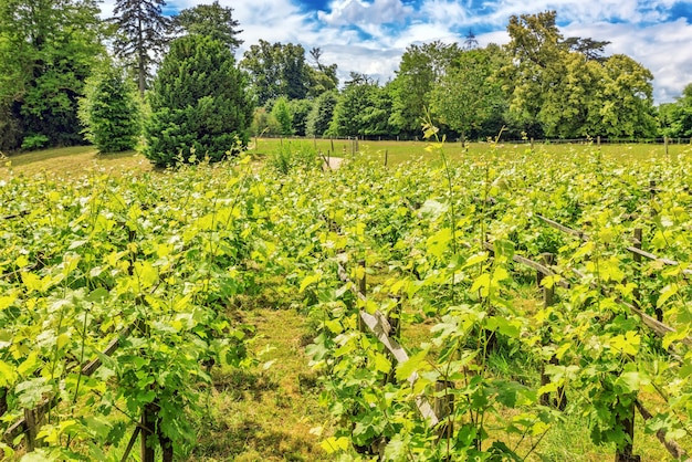 Vigneti nella campagna francese in una giornata di sole