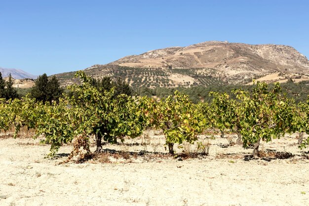 Vigneti nella zona rurale montagnosa in autunno Isola Creta Grecia