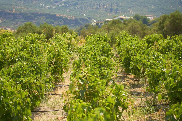 Vigneti nelle montagne di Creta con colline sfocate sullo sfondo.