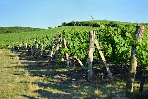 Vigneti sotto Palava. Repubblica Ceca - regione vinicola del Moravia meridionale.