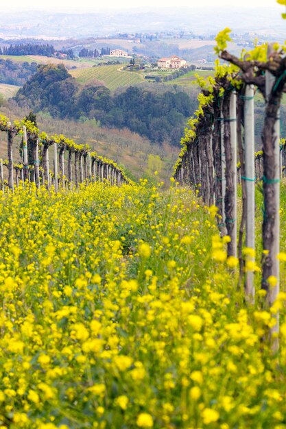 Vigneti sulle colline toscane