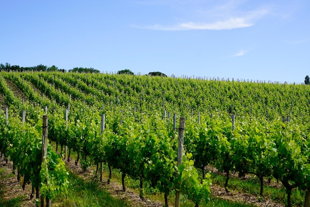 Vigneti verdi nella collina di Bordeaux in Francia, vino francese