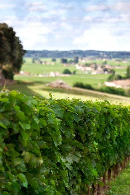 Vigneti vicino a Bordeaux