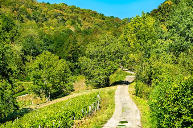 Vigneti vicino al castello chalon in francia