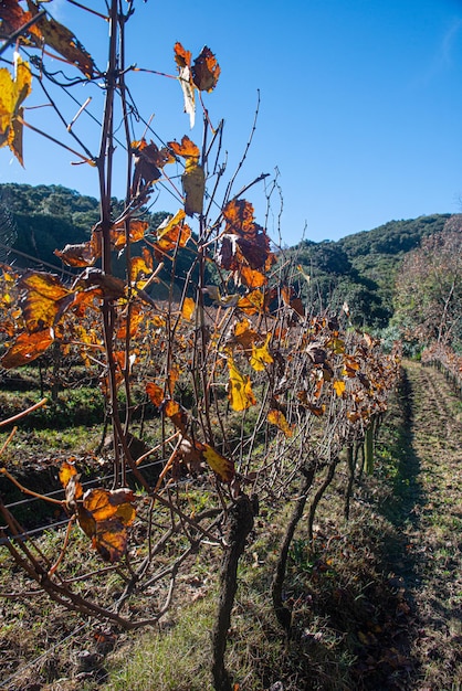 Vigneto a Bento Goncalves con piantagioni di uve Cabernet Sauvignon e Merlot