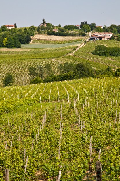 Vigneto Barbera durante la stagione primaverile, Monferrato, Piemonte, Italy