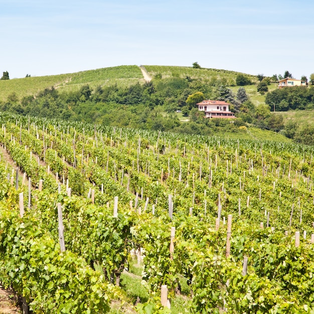 Vigneto Barbera durante la stagione primaverile, Monferrato, Piemonte, Italy