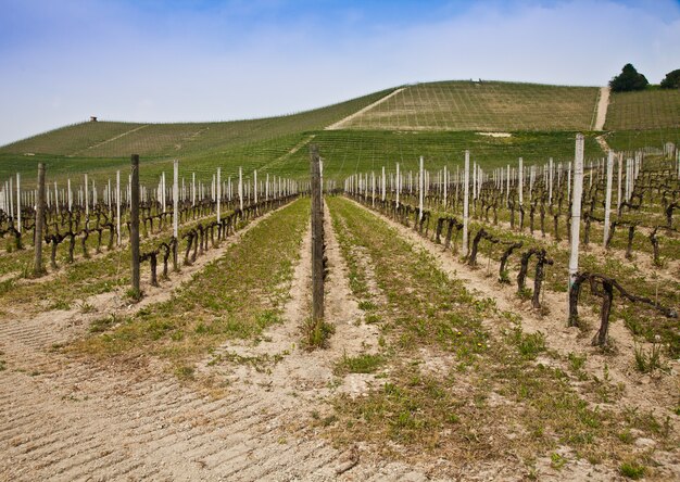 Vigneto Barbera durante la stagione primaverile, Monferrato, Piemonte, Italy