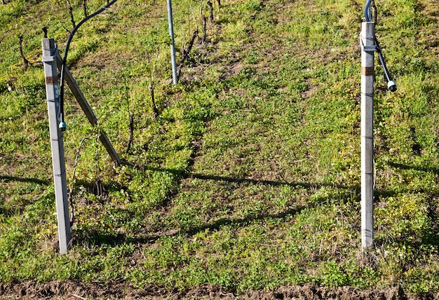 Vigneto con impianto di irrigazione a goccia che corre lungo la sommità delle viti