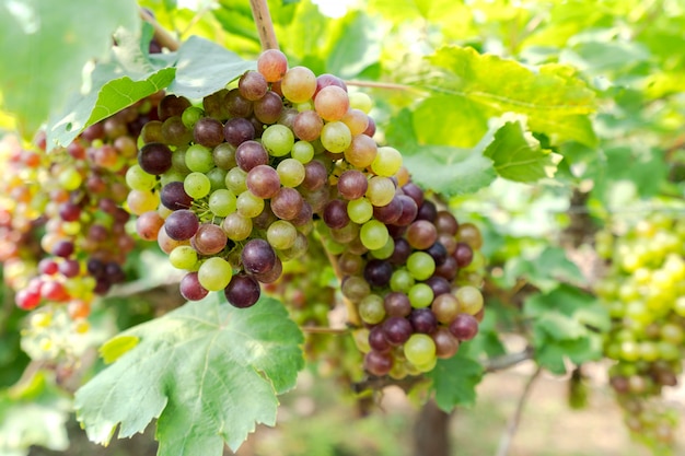 Vigneto con uve da vino bianche in campagna, grappoli di vite appesi alla vigna