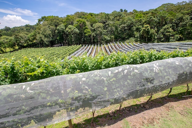 Vigneto con viti ricoperte di rete