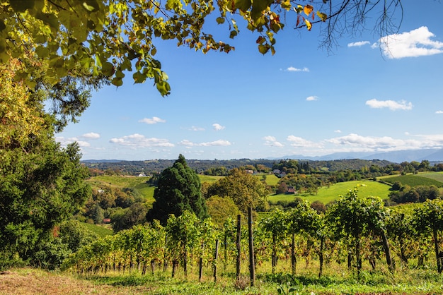 Vigneto del vino Jurancon nei Pirenei francesi