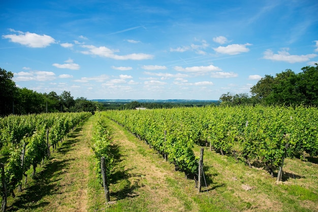 Vigneto francese con cielo blu