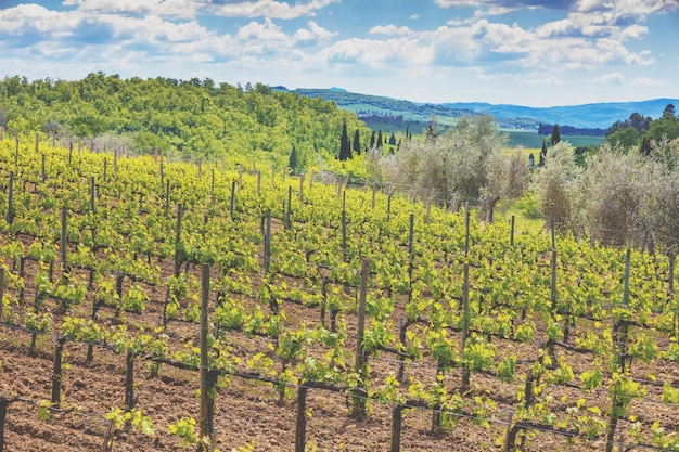 Vigneto in Toscana, Italia, Europa