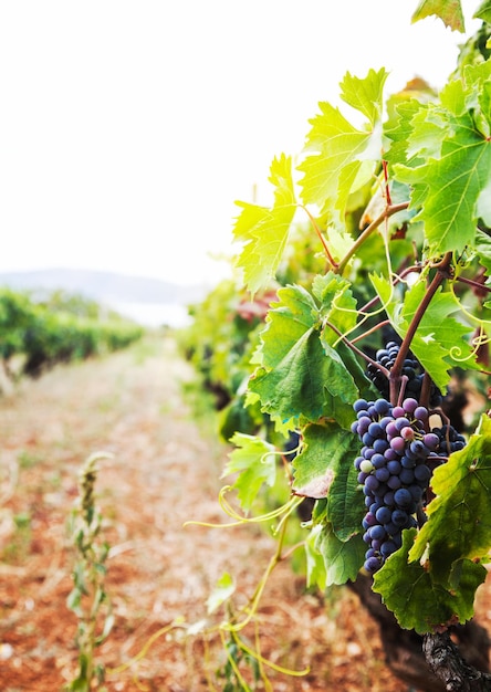 Vigneto in vendemmia autunnale