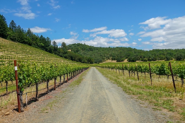 Vigneto nella Napa Valley Contea di Napa nel paesaggio dei vigneti della regione vinicola della California